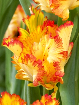 Tulipa Carribean Parrot